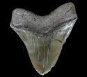 Fossil Megalodon Tooth - Serrated Blade #66085-1